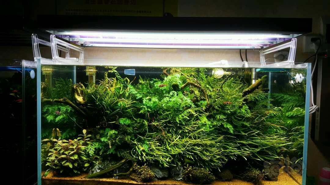 【星空官方网站】周洁琼受邀出席品牌大秀 秀场变装演绎双面魅力(图4) 星空app官方网页